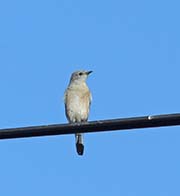 Picture/image of Mountain Bluebird