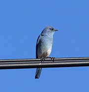 Picture/image of Mountain Bluebird