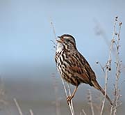 Picture/image of Song Sparrow