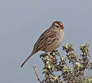 Picture/image of White-crowned Sparrow