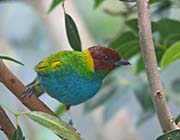 Picture/image of Bay-headed Tanager