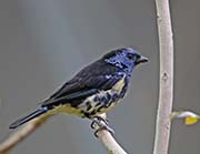 Picture/image of Turquoise Tanager