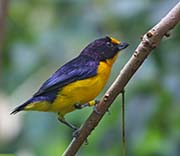 Picture/image of Violaceous Euphonia