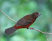 Picture/image of Silver-beaked Tanager