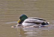 Picture/image of Mallard