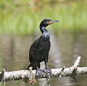 Picture/image of Double-crested Cormorant