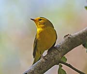 Picture/image of Wilson's Warbler