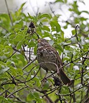 Picture/image of Fox Sparrow