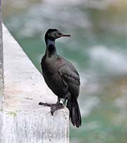 Picture/image of Pelagic Cormorant