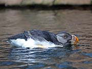 Picture/image of Horned Puffin
