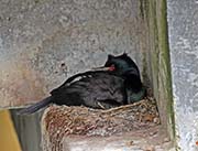 Picture/image of Pelagic Cormorant