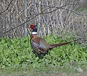 Picture/image of Ring-necked Pheasant