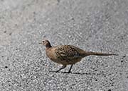 Picture/image of Ring-necked Pheasant