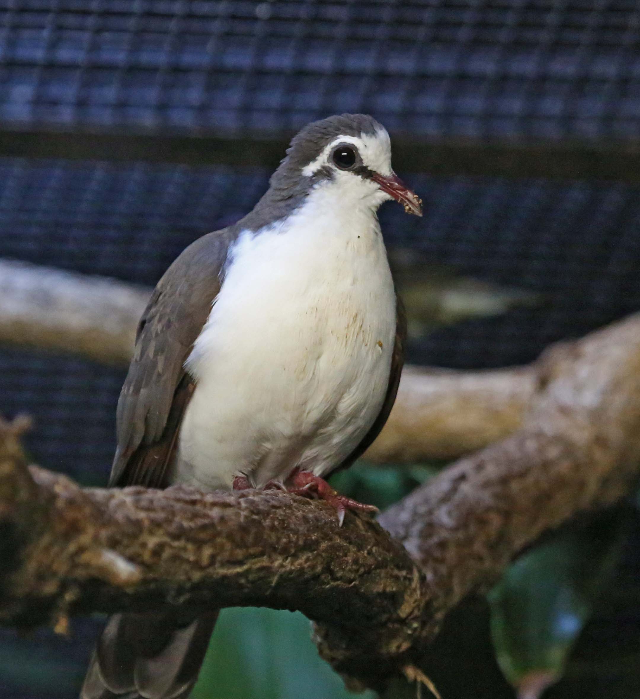 Pictures and information on Tambourine Dove
