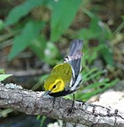 Picture/image of Black-throated Green Warbler