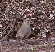 Picture/image of California Thrasher
