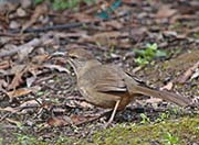 Picture/image of California Thrasher
