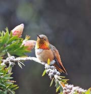 Picture/image of Allen's Hummingbird
