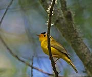 Picture/image of Wilson's Warbler