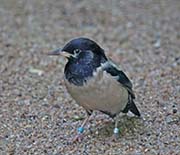 Picture/image of Rosy Starling