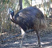 Picture/image of Southern Cassowary