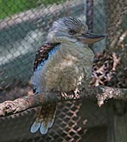 Picture/image of Blue-winged Kookaburra