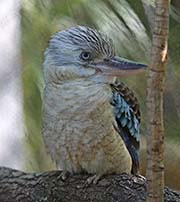 Picture/image of Blue-winged Kookaburra