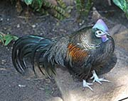 Picture/image of Green Junglefowl