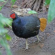 Picture/image of Crestless Fireback