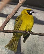 Picture/image of Yellow-green Grosbeak