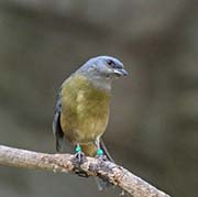 Picture/image of Blue-and-yellow Tanager