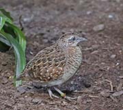 Picture/image of Madagascar Buttonquail