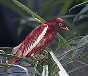 Picture/image of Pompadour Cotinga