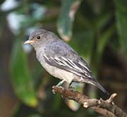 Picture/image of Pompadour Cotinga
