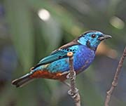 Picture/image of Opal-rumped Tanager