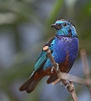 Picture/image of Opal-rumped Tanager