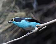 Picture/image of Black-faced Dacnis