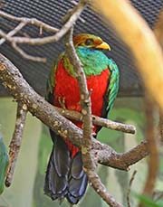 Picture/image of Golden-headed Quetzal