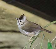 Picture/image of Taiwan Yuhina