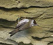 Picture/image of Taiwan Yuhina