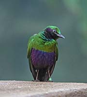 Picture/image of Emerald Starling