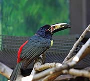 Picture/image of Collared Aracari