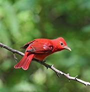 Picture/image of Summer Tanager