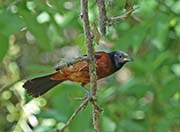 Picture/image of Orchard Oriole