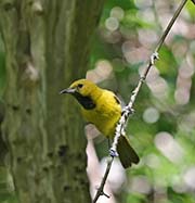Picture/image of Hooded Oriole