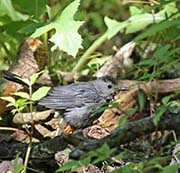 Picture/image of Gray Catbird