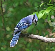 Picture/image of Blue Jay