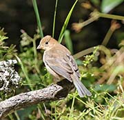 Picture/image of Indigo Bunting