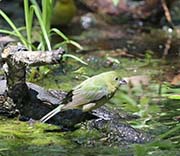 Picture/image of Painted Bunting