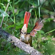 Picture/image of Northern Cardinal